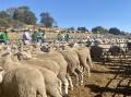 DEMAND: Agents yarded 6500 sheep at the feature Casterton store sale.