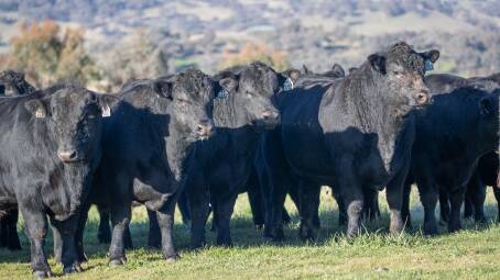 Victoria and Tasmania's best beef studs for 2023 have been revealed. File picture