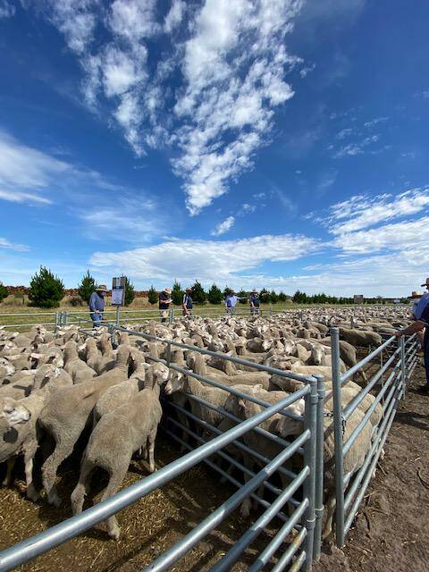 FEATURE SALE: Rodwells yarded 3600-head for its annual first-cross wether lamb sale at Edenhope, Vic, on Thursday last week.