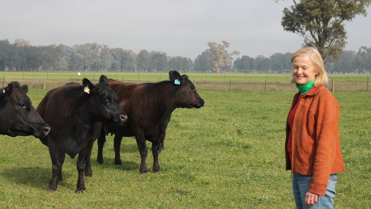 Drought proofing: Lucinda Corrigan with some of their Angus breeding stock at Culcairn in southern NSW.