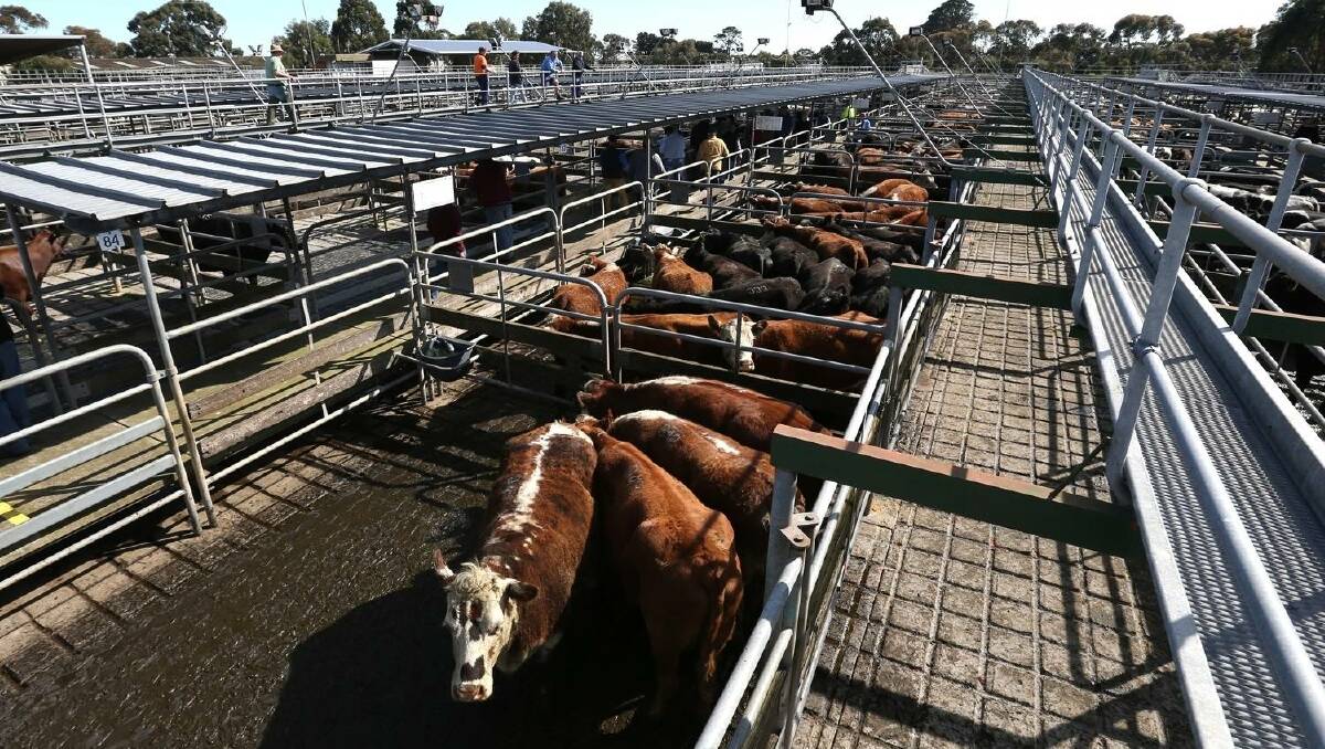 Lean demand: Exports to the US of Australian lean beef are up by 12 per cent.