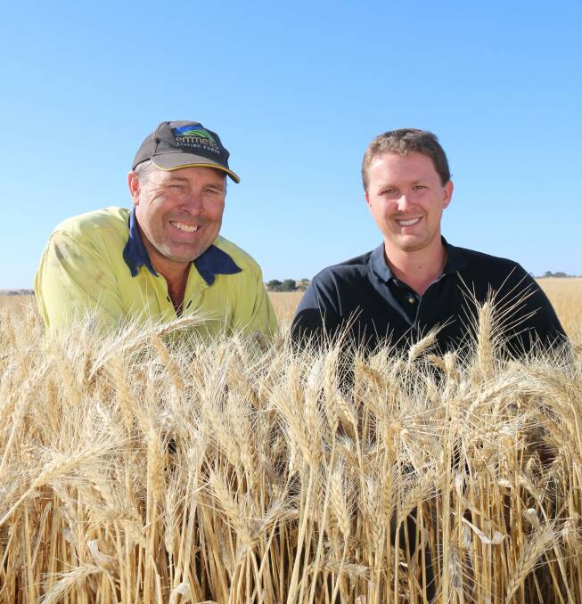BUMPER HARVEST: Gavin and Corbin Schuster are beyond impressed with the yields achieved this season with the new Scepter wheat variety.