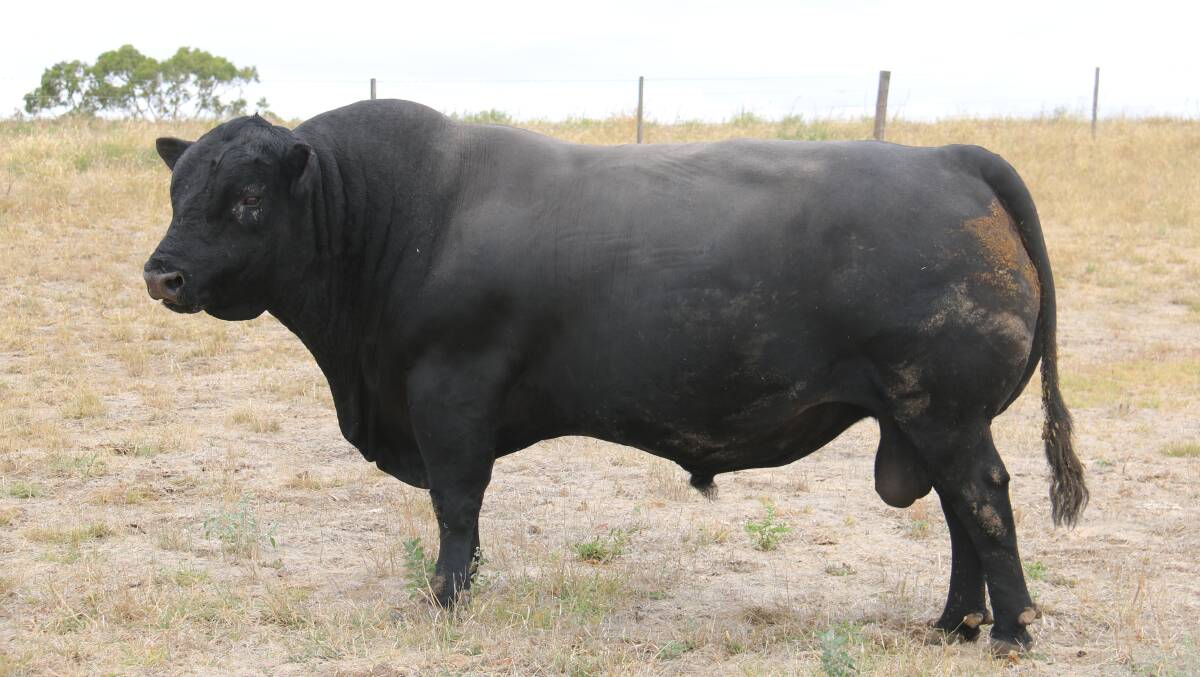 TOP BULL: Josh Densley has been most impressed with his Angus bulls from Roseleigh, including this eight-year-old sire.