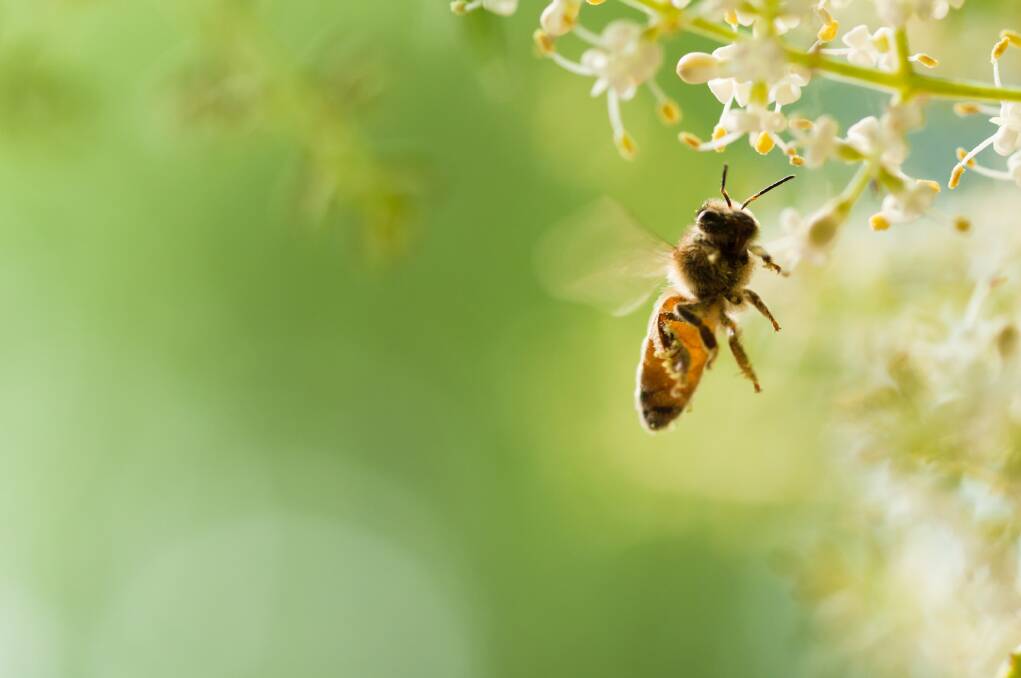 May 20 marks World Bee Day.