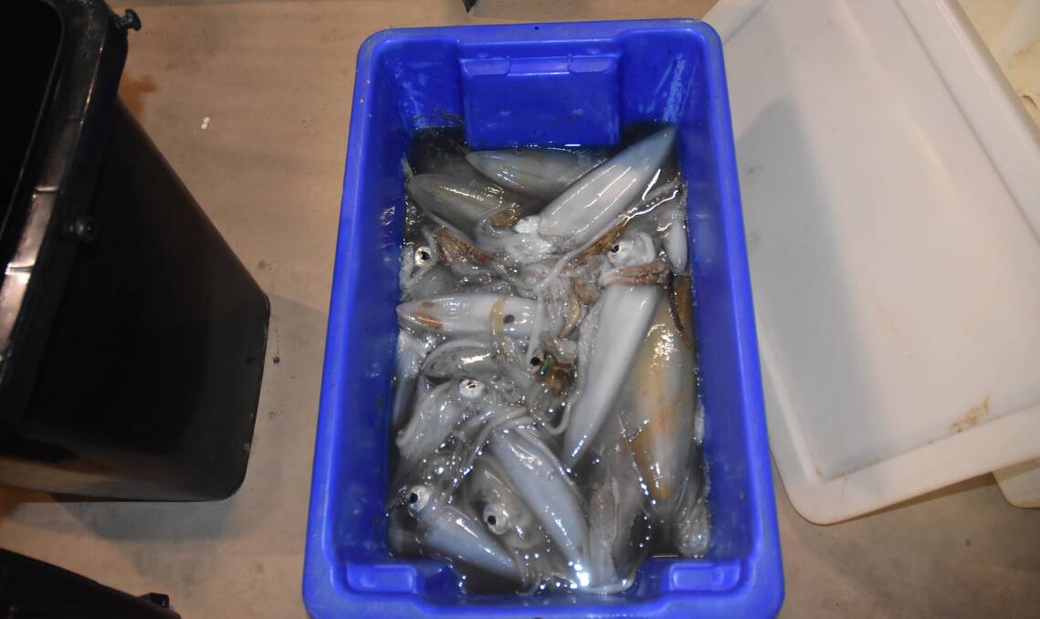 POACHERS: The illegal catch weighed more than 35 kilograms, and included 83 Southern Calamari.