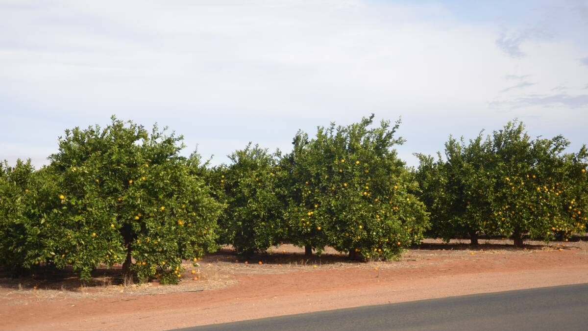 New biosecurity program aims to protect citrus industry