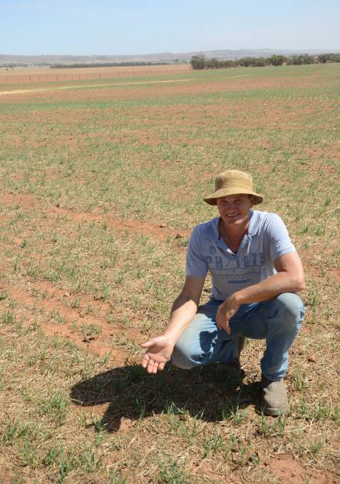 SHEEP SOLUTION: Eudunda farmer John Milde, on a barley stubble, has been quick to spray out weeds in the past few weeks, but has left volunteer cereals for stock grazing.