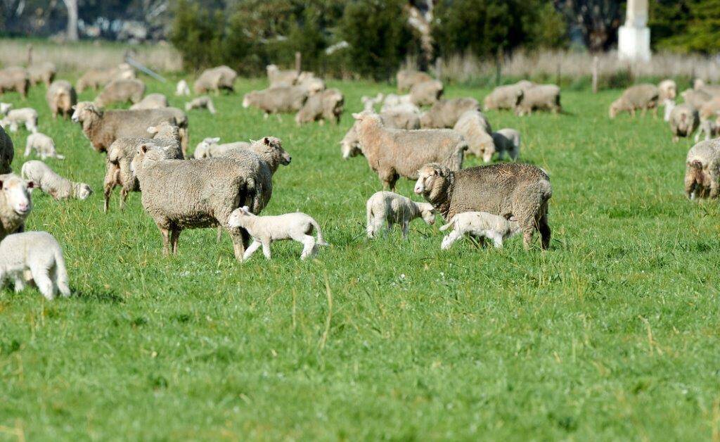 CONSISTENT LINE: A tight joining not only suits the pasture program at Locmaria, but results in a more even and consistent line of lambs come weaning.
