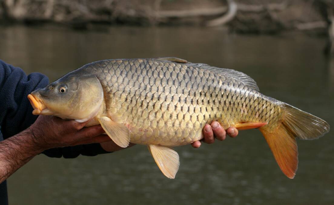 USEFUL DATA: An estimate of national carp biomass will allow managers to better allocate control resources. Photo: Arthur Rylah Institute.