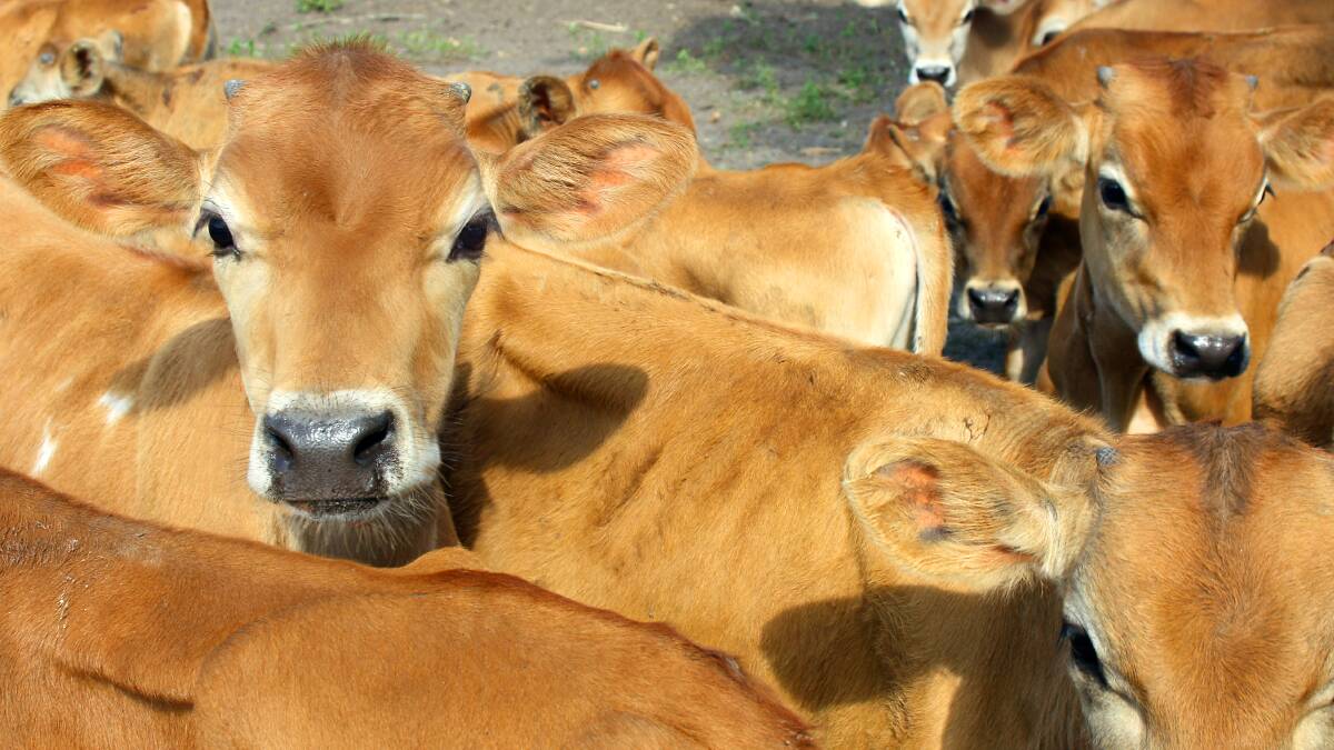 Cows Create Careers program moves online