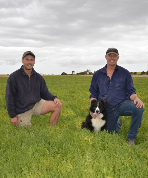 PULSES SHINE: Minlaton croppers George and Harold Litster, pictured with dog Roxy in Hallmark lentils, were hoping their lentil crops would yield about 2.5t/ha.
