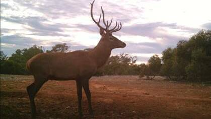 Feral deer activity on the rise on EP
