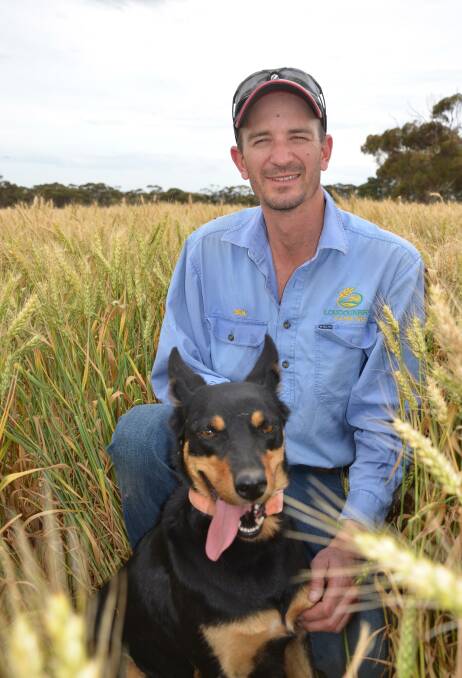 GOOD FORTUNE: Maitland cropper Ben Francis, pictured with kelpie Trixie, considers himself lucky that his crops suffered minimal damage from last week's hailstorm.