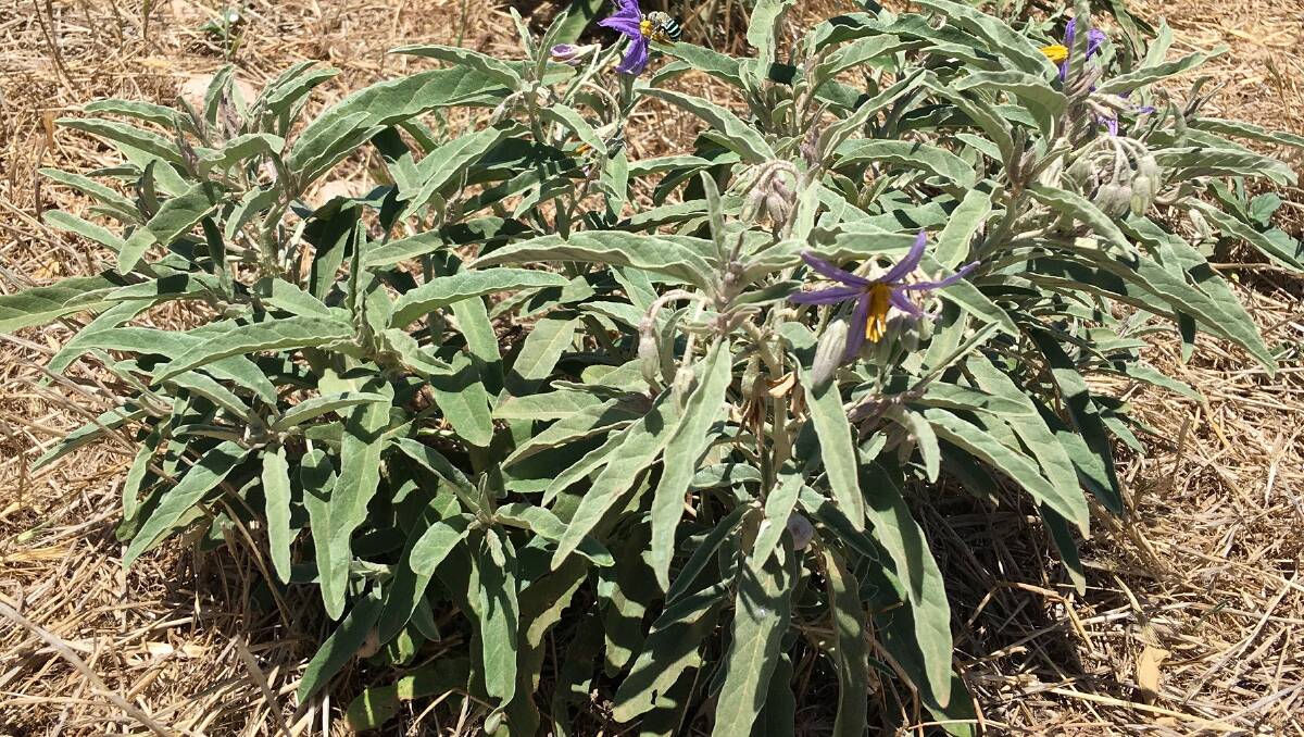 Landholders Urged To Keep An Eye Out For Silverleaf Nightshade Stock Journal South Australia
