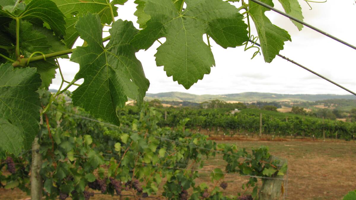 Wine industry assisted through launch of bushfire resource
