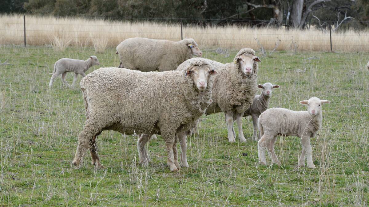 Sheep producers urged to keep an eye out for footrot
