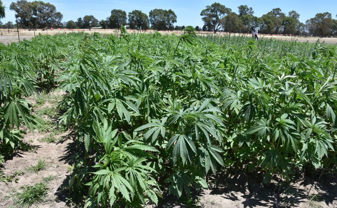 On the lookout: Thieves are targeting SA's first industrial hemp crops, which are about to be harvested.