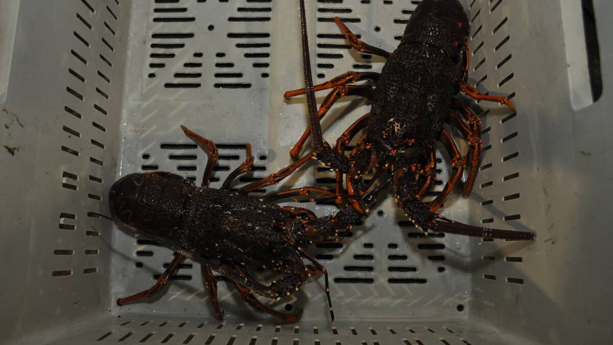 Rock lobster growth rate has increased, research finds