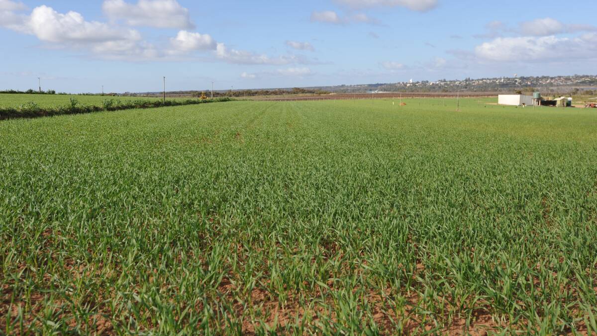 Rural Directions agronomist Richard Saunders said most crops in the Loxton area were tillering, with some wheat crops already at the first node stage.