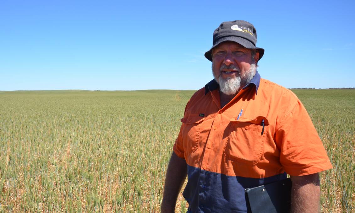 HOPES DASHED: Jody Flavel, Meribah, in Scepter wheat during the judging of the Brown's Well Crop Competition in mid-October. He said harvest would be quick this year after the late October hailstorm completely wiped out more than 1600ha of his cropping area.