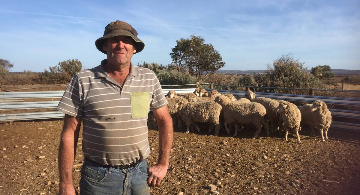 Nutritional advantage: Neil Loffler, Narrabri, Stonefield, said supplementary feeding requirements eased as a result of lambing into a standing crop.