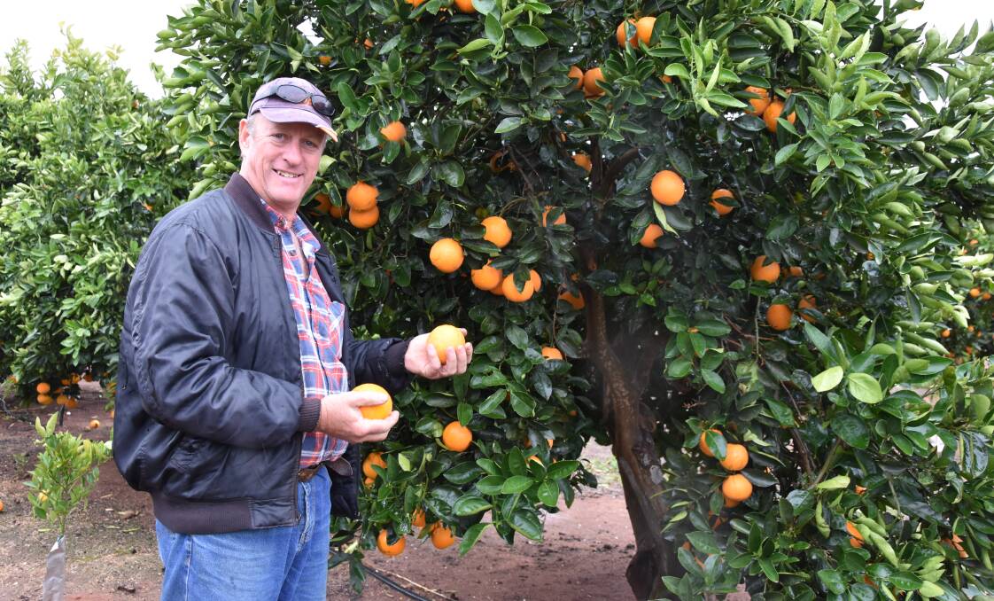 HELPING HAND: Citrus SA chair Mark Doecke said many locals had already filled jobs in the citrus industry which were usually filled by backpackers or interstate travellers.