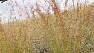 Riverland program sees Coolatai weed contained