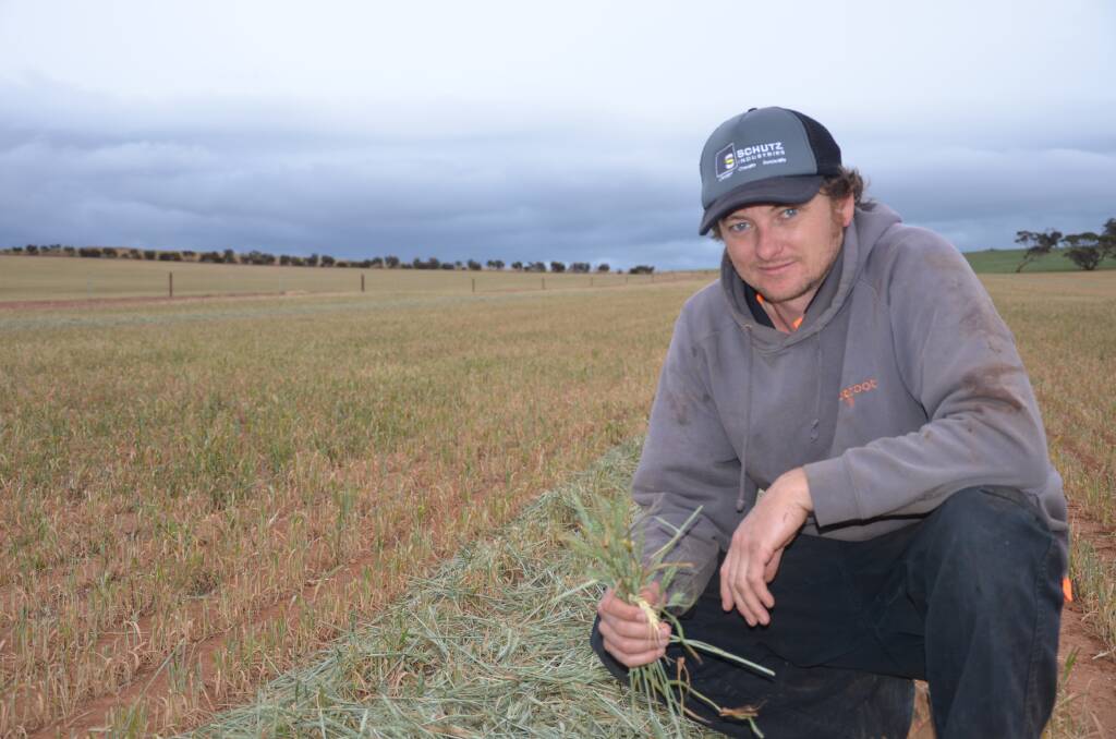 READY TO BALE: Eudunda farmer Kym Hines has already cut 75 hectares of wheat and 50ha of oats for hay, and said the there was potential to "chop a whole lot more down".