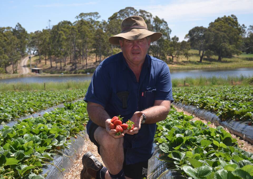 GOOD SEASON: Woodside and Uraidla strawberry, cherry and apple grower Malcolm Parker said his strawberry plants had fared well this year, producing good quality fruit.