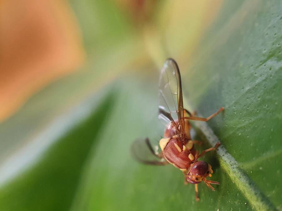 Fruit fly control receives a boost