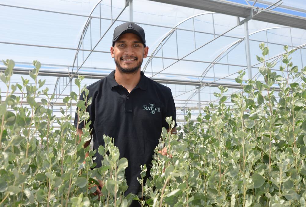 KEY MESSAGE: The Native Co director Marlon Motlop, with some saltbush in his Kudla greenhouse, is passionate about educating people about First Nations foods.