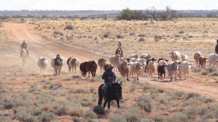 Australian Outback Beef, a joint venture majority owned by Gina Rinehart's Hancock Prospecting, has increased its offer to buy S. Kidman and Co to $386,500,000. 