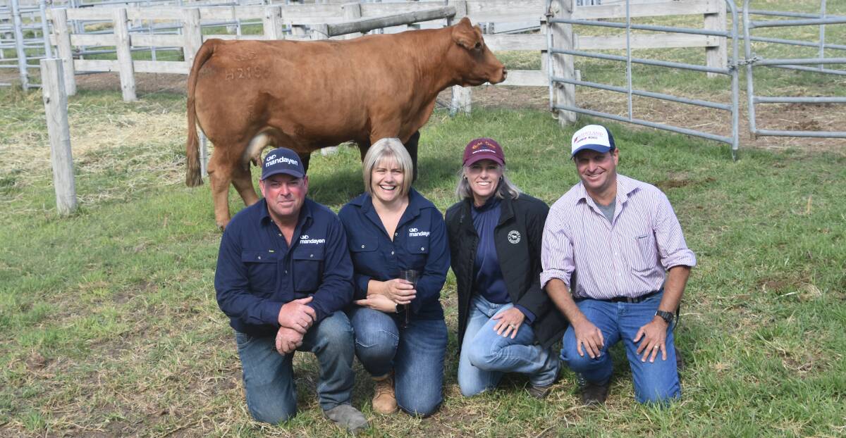 QLD BUYER: Mandayen's Damian and Mandy Gommers with volume female buyers Shelly and Darren Hartwig, Gold Crest Limousin stud, Plainby, Qld.