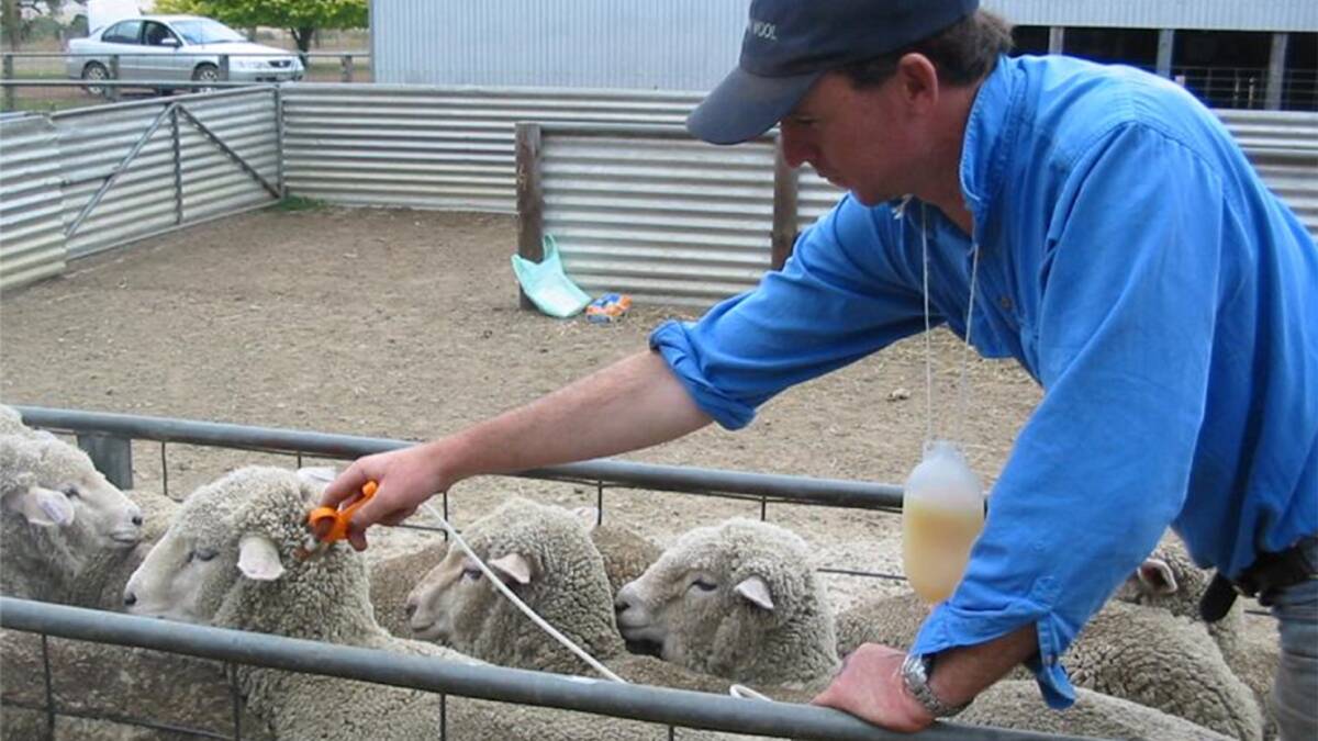 CORRECT TECHNIQUE: Rick Foster, Haven Park, Casterton, Vic, keeps his non-vaccinating hand away from the needle, maintains stability and has a tight race to ensure minimal stock movement. Photo: DAVID RENDELL