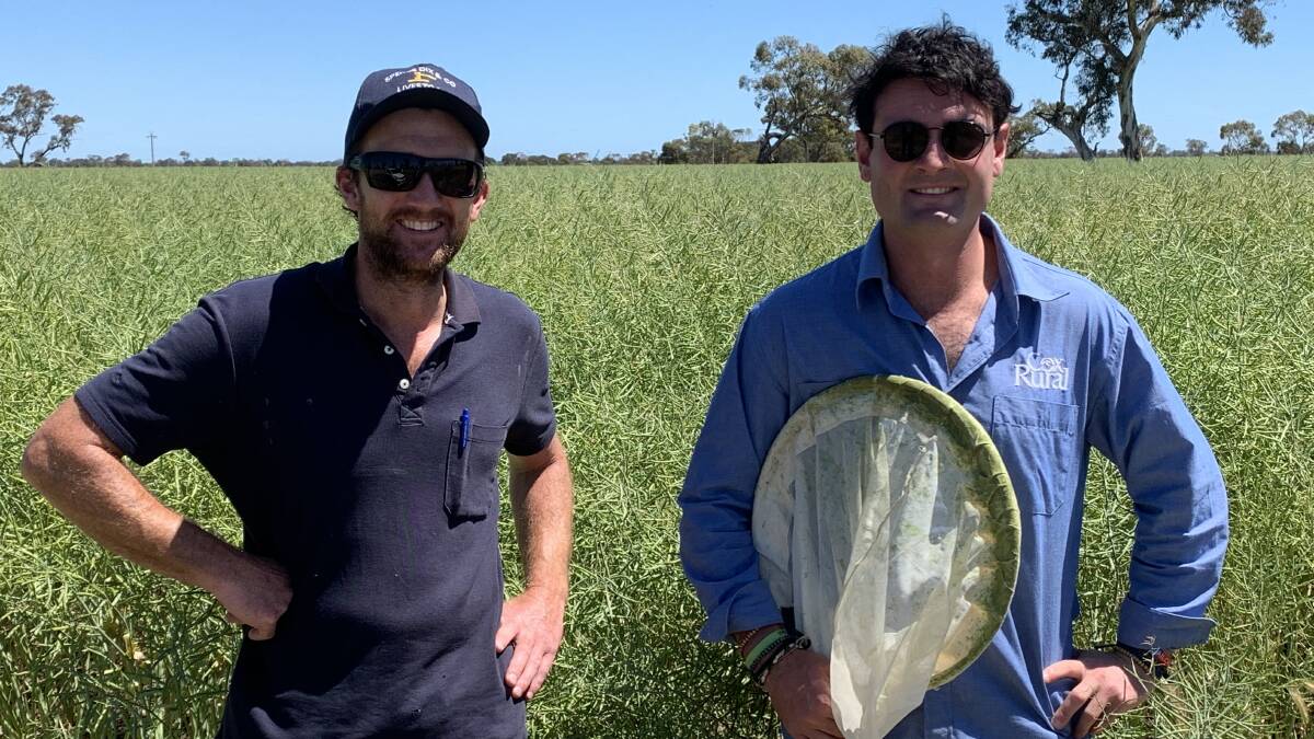 PLEASING RESULT: Scott Manser, Creston, Keith, and Cox Rural Keith agronomist Lochie Eats inspect canola for pests and to determine windrow timing.