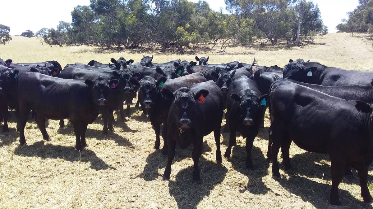 READY TO JOIN: Starting in mid-October, Nathan Nutt mates between 55 and 65 heifers over eight weeks.