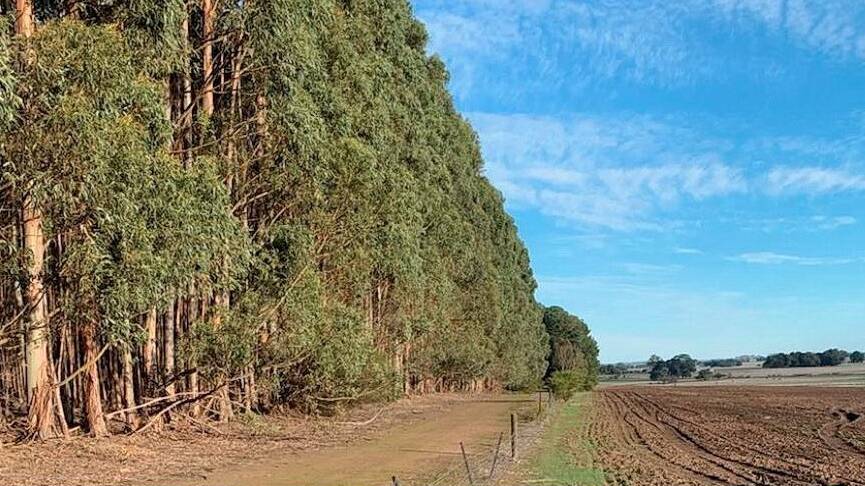 Bold venture: Kiland plans to to transition out of forestry and into agriculture. Pictured is remediation works conducted by its project manager, AAG Investment Management, in western Victoria.