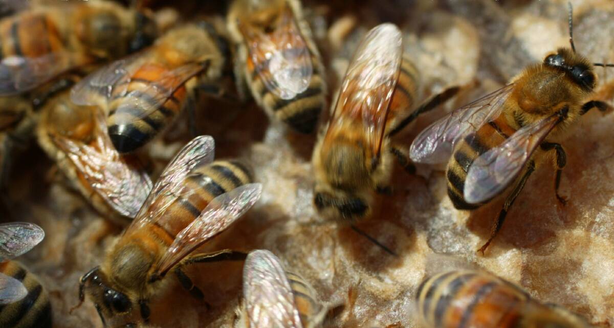 Beekeepers urged to adopt Biosecurity Code of Practice​