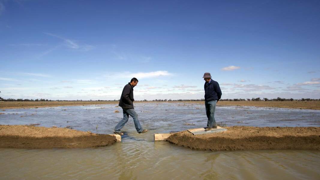  Flood irrigation near Moulamein. Photo Michele Mossop.

