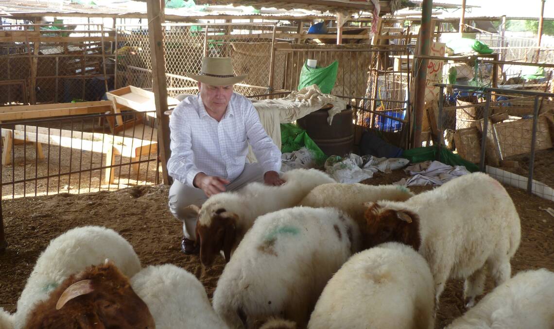 Lindsay Falvey and fat-tailed (Awassi) sheep in the Middle East.