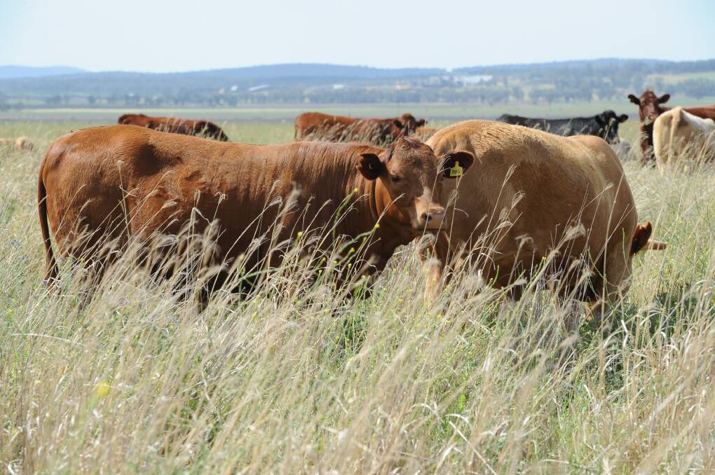 Cattle grazing on a mix of C3 and C4 plants, in a mix of Lucerne, vetch, arrow leaf clover and subtropical grass pasture. New research is overturning conventional wisdom on how the different plant types respond to rising atmospheric CO2.
