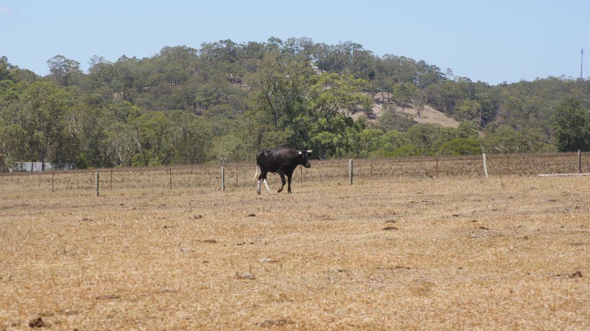 Cattle were being fed with forage to survive in the Hunter Valley's drought this year. Photo Belinda-Jane Davis.