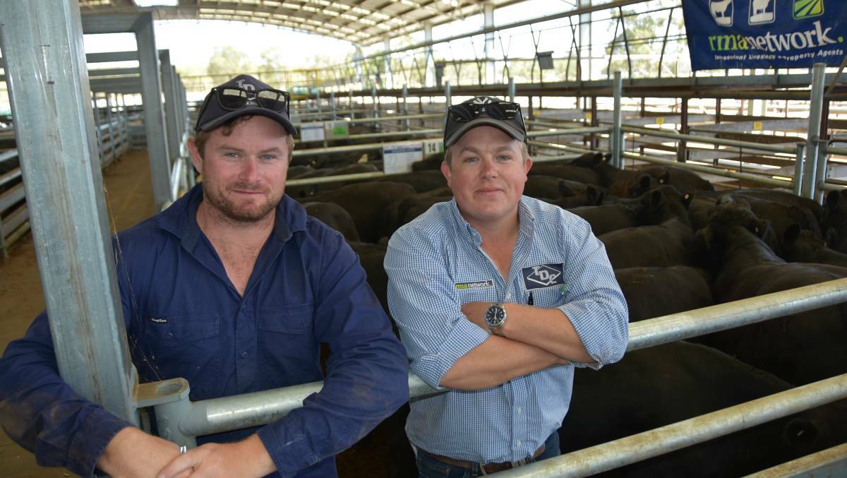 REWARDS: In an example of the success had by growers at this year's SA weaner sales, Jase Bateman, left, of Kanangra Props in Furner, and agent Sam Hill, of Thomas DeGaris & Clarkson in Penola, are pictured in Kanangra's top pen of Black Simmental-Angus weaners that made 472 cents a kilogram - or $2139 per head - at the Naracoorte.