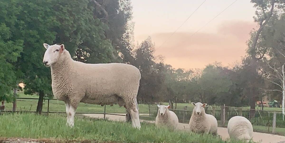 CHAMPIONS AT WORK: Border Leicester rams are integral to the success of Albury sheep producer Cameron Lowen's crossbred operation.