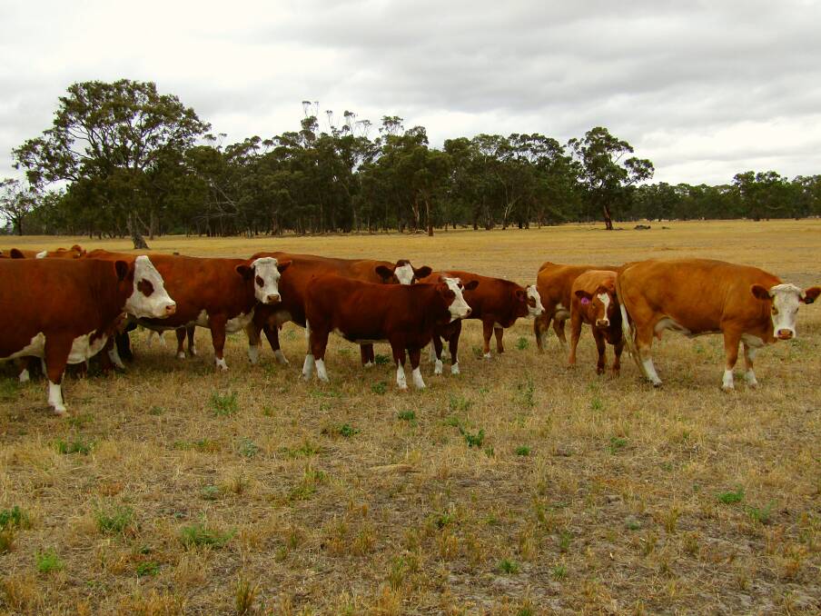 Breeding is focused on Estimated Breeding Values for fertility and meat eating traits.