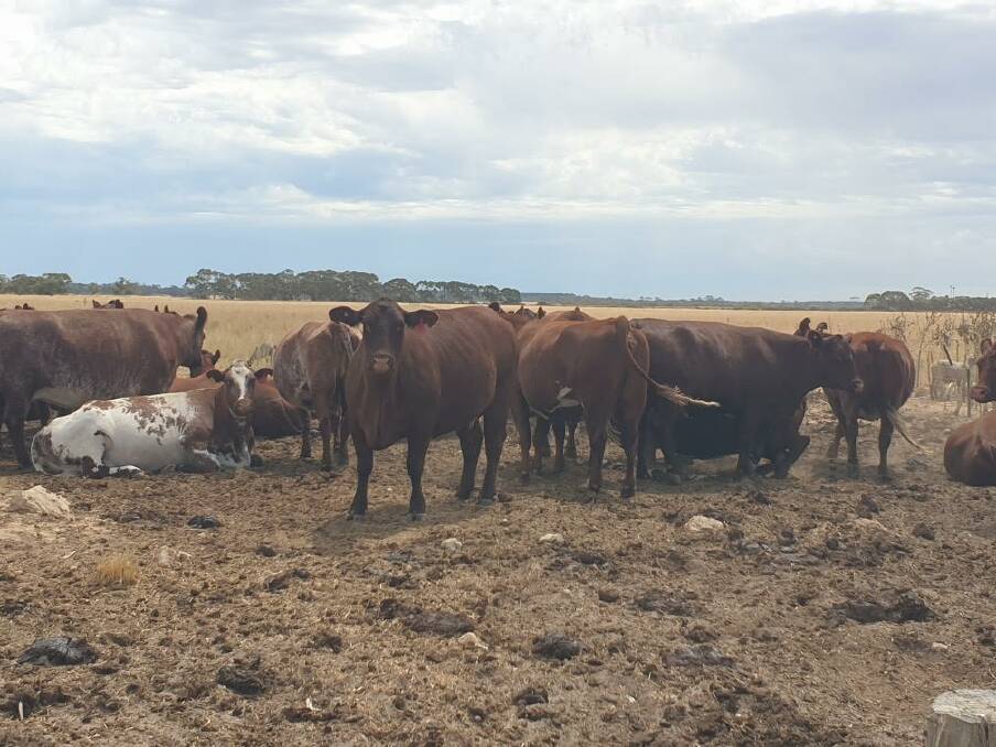 TOP CROSS: Anthony Hurst runs 400 Shorthorn cows mated to Angus bulls from Nampara stud on his 2020-hectare property.