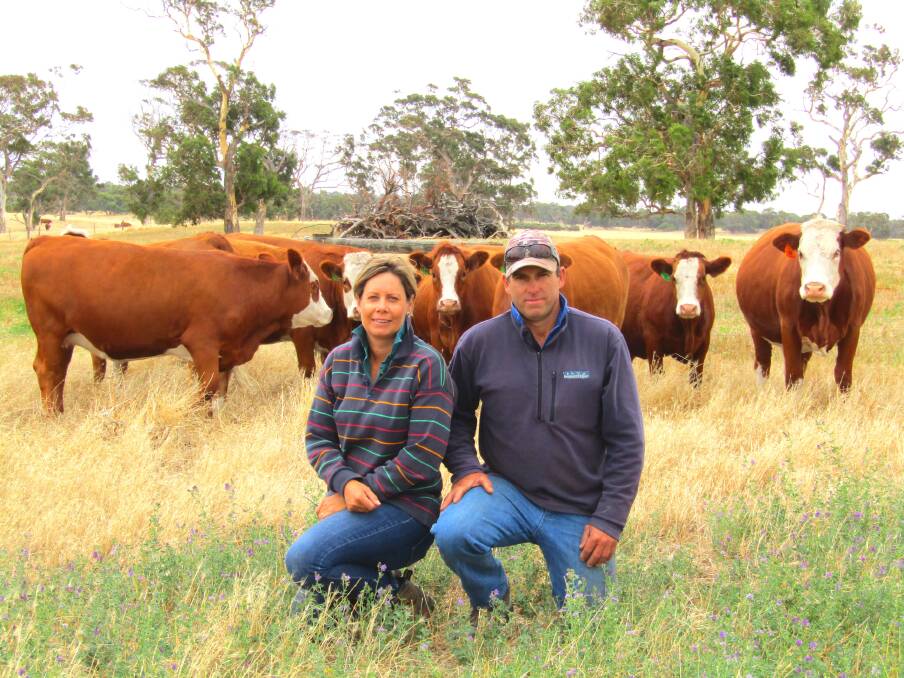 Lochaber North graziers Simon and Rachael Withers have a passion for Simmentals and look for the more traditional dark colour and panda-type eye markings for their herd.