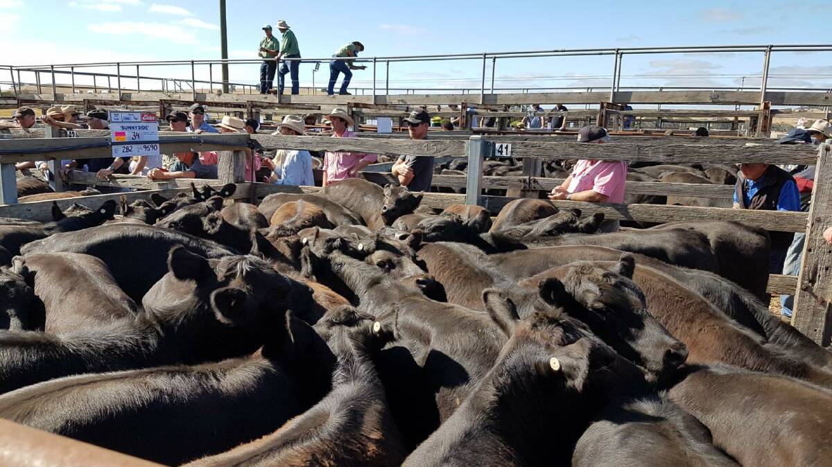 IN DEMAND: Competition between producer restockers, feedlotters, finishers and meat processors right across the nation is driving the current surge in values for young cattle.
