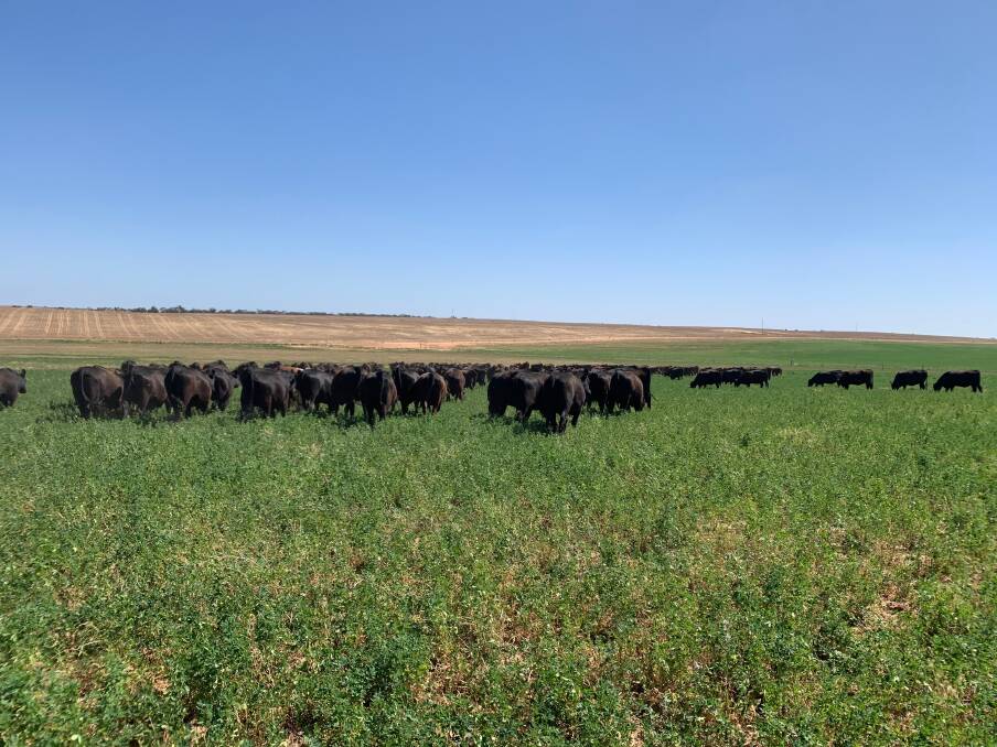 WELL WATERED: Grazing irrigated areas is helping the Dabinett family boost cattle numbers and whole-farm productivity.