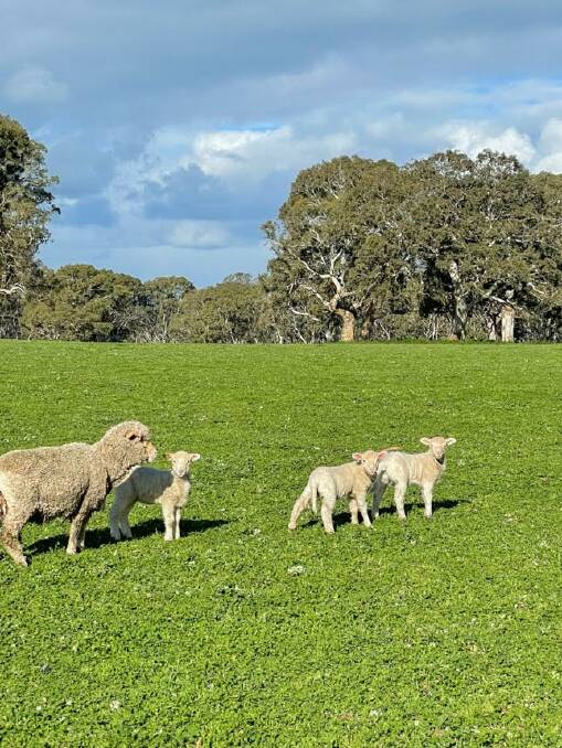 EWE BEAUTY: Fertility is a keenly sought-after trait by the Langleys.